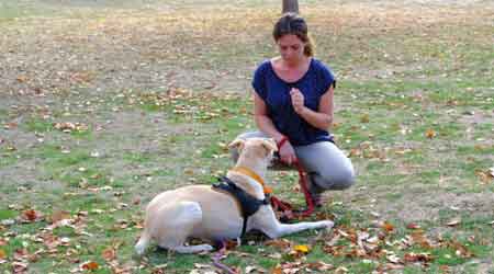 POSITIVE DOG par Camille BROMBERGER - Education canine